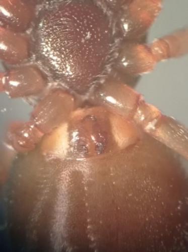 Paratrachelas maculatus